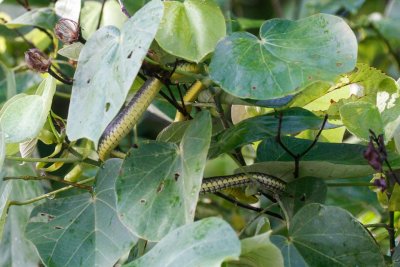 pb Green Tree Snake _MG_4116.jpg