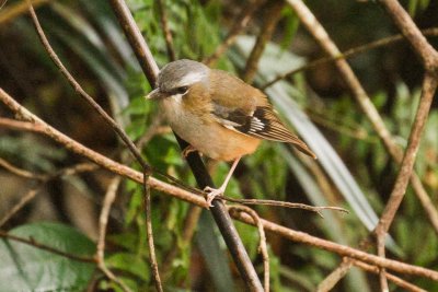 pb Grey-headed Robin _MG_2925.jpg