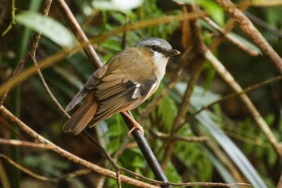 pb Grey-headed Robin _MG_2929.jpg