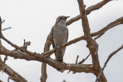 pb Horsfield's Bronze Cuckoo _MG_3667.jpg