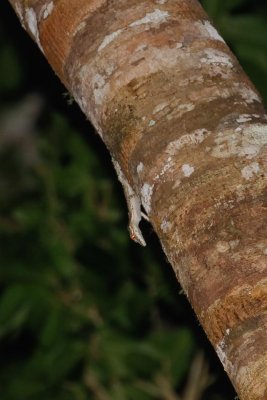 pb Leaf-tailed Gecko _MG_4453.jpg