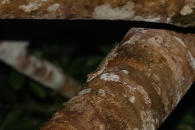 pb Leaf-tailed Gecko _MG_4459.jpg