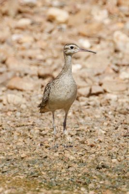 pb Little Whimbrel _MG_4934.jpg