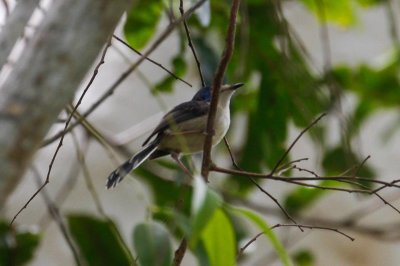 pb Lovely Fairywren _MG_3269.jpg