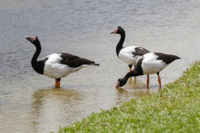 pb Magpie Goose _MG_3861.jpg