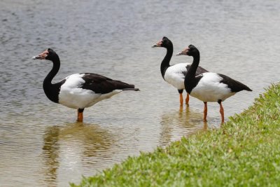 pb Magpie Goose _MG_3865.jpg