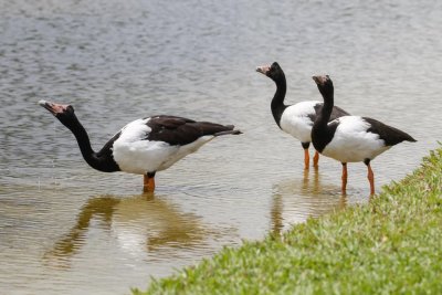 pb Magpie Goose _MG_3867.jpg