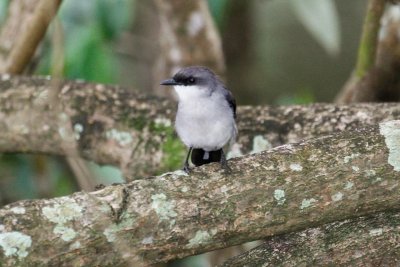 pb Mangrove Robin _MG_2243.jpg