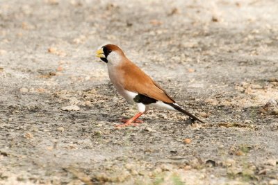 pb Masked Finch _MG_5438.jpg