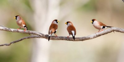 pb Masked Finch _MG_5474.jpg