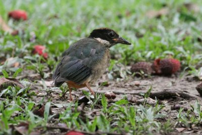 pb Noisy Pitta _MG_2443.jpg