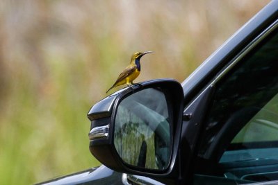 pb Olive-backed Sunbird _MG_3064-2.jpg