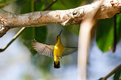 pb Olive-backed Sunbird _MG_5525.jpg