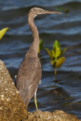 pb Pacific Reef Egret _MG_3995.jpg