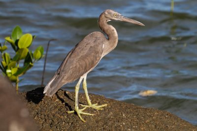 pb Pacific Reef Egret _MG_4005.jpg