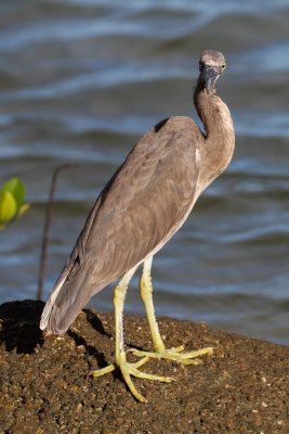 pb Pacific Reef Egret _MG_4010.jpg