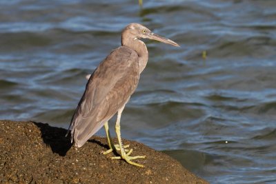 pb Pacific Reef Egret _MG_4022.jpg