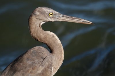 pb Pacific Reef Egret _MG_4035.jpg