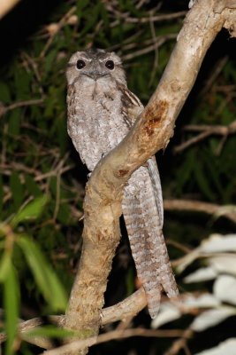 pb Papuan Frogmouth red eye _MG_3319.jpg