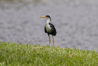 pb Pied Heron _MG_3829.jpg