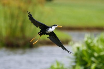 pb Pied Heron _MG_3834.jpg