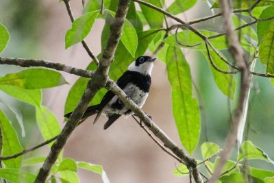 pb Pied Monarch _MG_2937.jpg