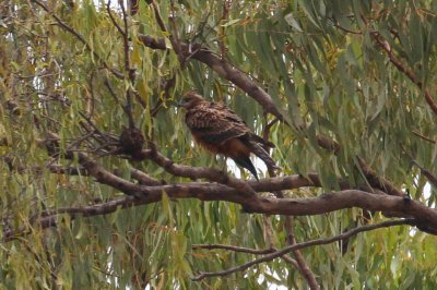 pb Red Goshawk _MG_3681.jpg