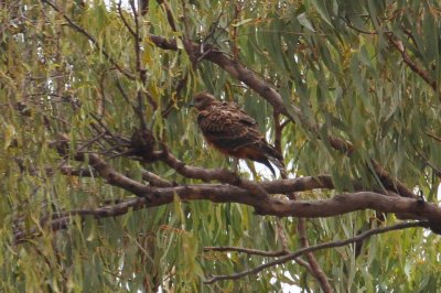 pb Red Goshawk _MG_3682.jpg