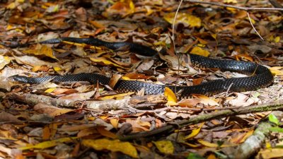 pb Red-bellied Black Snake _MG_2757.jpg