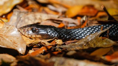 pb Red-bellied Black Snake _MG_2767.jpg