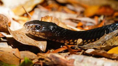 pb Red-bellied Black Snake _MG_2772.jpg