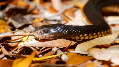 pb Red-bellied Black Snake _MG_2784.jpg