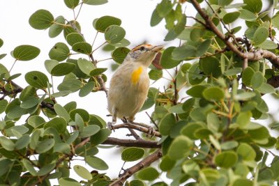 pb Red-browed Pardalote _MG_5252.jpg