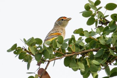 pb Red-browed Pardalote _MG_5266.jpg