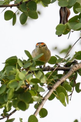 pb Red-browed Pardalote _MG_5294.jpg