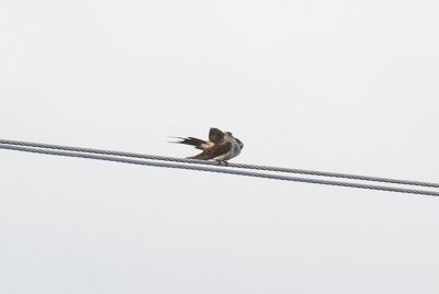 pb Red-rumped Swallow _MG_4062.jpg