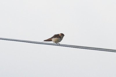 pb Red-rumped Swallow _MG_4067.jpg