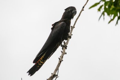 pb Red-tailed Black Cockatoo _MG_3299.jpg