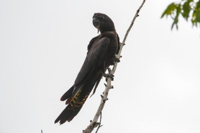 pb Red-tailed Black Cockatoo _MG_3306.jpg