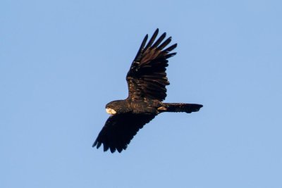 pb Red-tailed Black Cockatoo _MG_3321.jpg