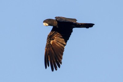 pb Red-tailed Black Cockatoo _MG_3322.jpg