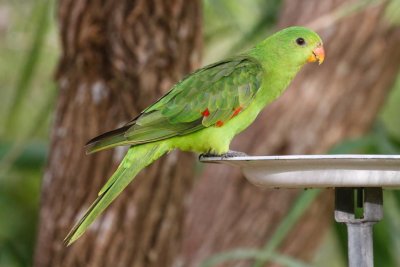 pb Red-winged Parrot _MG_2259.jpg