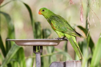 pb Red-winged Parrot _MG_2270.jpg