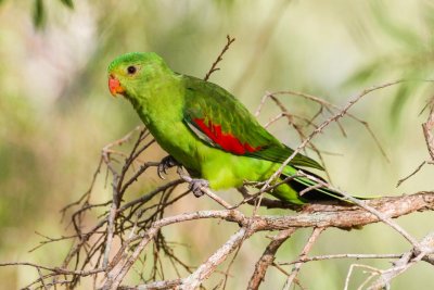 pb Red-winged Parrot _MG_2289.jpg