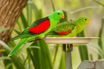 pb Red-winged Parrot _MG_2342.jpg
