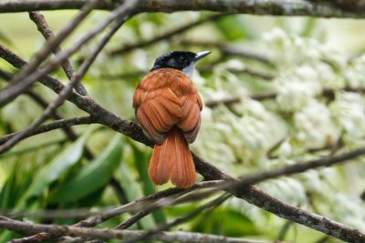 pb Shining Flycatcher _MG_4258.jpg