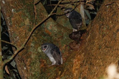 pb Sooty Owl red eye _MG_4436.jpg