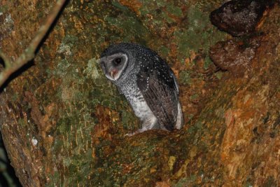 pb Sooty Owl red eye _MG_4437.jpg