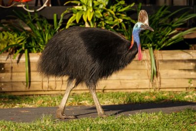 pb Southern Cassowary _MG_4688.jpg