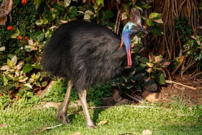 pb Southern Cassowary _MG_4700.jpg